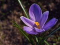 Crocuses in a sunny meadow. Spring background. Royalty Free Stock Photo