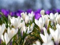 Crocuses in a sunny meadow. Spring background. Royalty Free Stock Photo