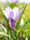 Crocuses in a sunny meadow. Spring background. Royalty Free Stock Photo