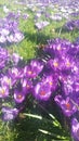 CROCUSES IN THE SUNNY MEADOW Royalty Free Stock Photo