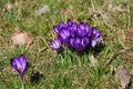 Crocuses on uncultivated meadow in spring sun