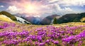 Crocuses under Chernogora Royalty Free Stock Photo