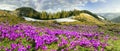 Crocuses under Chernogora Royalty Free Stock Photo