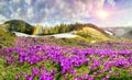 Crocuses under Chernogora Royalty Free Stock Photo