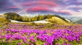 Crocuses under Chernogora Royalty Free Stock Photo