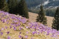 Crocuses in the valley. Spring in tatra mountains. Sunny weather Royalty Free Stock Photo