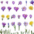 Set spring flowers, crocus yellow and purple, leaves to create a decor