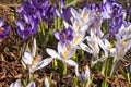 Crocuses Royalty Free Stock Photo