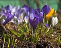 Crocuses Royalty Free Stock Photo