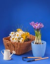 Crocuses and watering can on a blue background Royalty Free Stock Photo