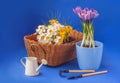 Crocuses and watering can on a blue background Royalty Free Stock Photo