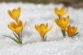Crocuses yellow blossom on a spring sunny day in the open air. Royalty Free Stock Photo