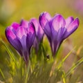 Crocuss family Royalty Free Stock Photo