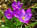 Crocusses in bloom Royalty Free Stock Photo