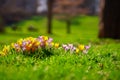 Crocusses in the english garden Royalty Free Stock Photo