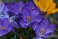 Crocusses in spring in munich bavaria Royalty Free Stock Photo