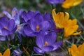 Crocusses in spring in munich bavaria Royalty Free Stock Photo