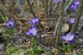 Crocusses in spring in munich bavaria Royalty Free Stock Photo