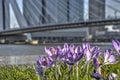 Crocusses and the river Royalty Free Stock Photo