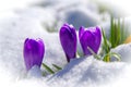 crocusses in snow Royalty Free Stock Photo