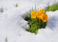crocusses in snow Royalty Free Stock Photo