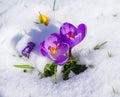 crocusses in snow Royalty Free Stock Photo