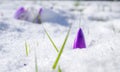 crocusses in snow Royalty Free Stock Photo