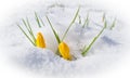 crocusses in snow Royalty Free Stock Photo