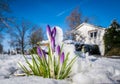 crocusses in snow Royalty Free Stock Photo