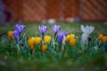 Crocusses in spring in munich bavaria Royalty Free Stock Photo