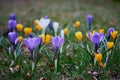 Crocusses in spring in munich bavaria Royalty Free Stock Photo