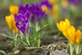 Crocusses Royalty Free Stock Photo