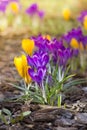 Crocusses Royalty Free Stock Photo