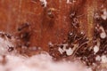 Crod of wood ants, with high magnification, carrying their eggs to anew home, this ant is often a pest in houses, in a Royalty Free Stock Photo