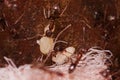 Crod of wood ants, with high magnification, carrying their eggs to anew home, this ant is often a pest in houses, in a Royalty Free Stock Photo