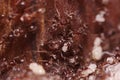 Crod of wood ants, with high magnification, carrying their eggs to anew home, this ant is often a pest in houses, in a Royalty Free Stock Photo