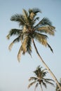 Crohn palm tree with long thin trunk