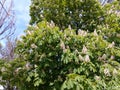 Crohn's blossoming horse shashtana against the blue sky