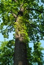 Crohn`s disease and high trunk of a tree in the rays of light on the background of sky. Abstract natural vegetative background