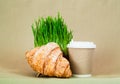 Croissant sandwiches mit coffee cups and Germinated seeds of oat or green grass in coconut bowl on gray background. Green living