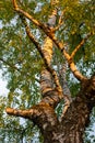 Crone of big birch