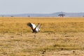 Crone crane. Dance in the savannah. Amboseli, Kenya