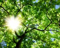 Crone of the tree and sun Royalty Free Stock Photo