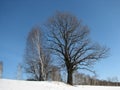 Crones of a birch and oak