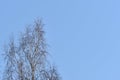 Crones of birches against the sky. Spring background