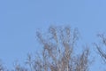 Crones of birches against the sky. Spring background