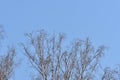 Crones of birches against the sky. Spring background