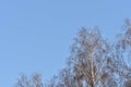 Crones of birches against the sky. Spring background