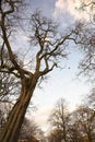 The crones of trees shined by the sun Royalty Free Stock Photo