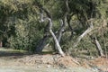 Crooked and bare-rooted eucalyptus trees Royalty Free Stock Photo